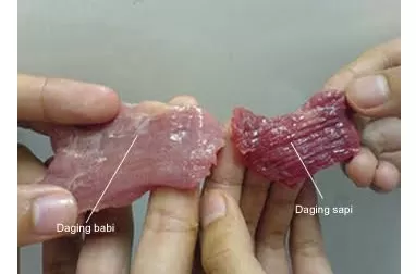 Daging Sapi dan Babi, Bagaimana Cara Membedakannya?