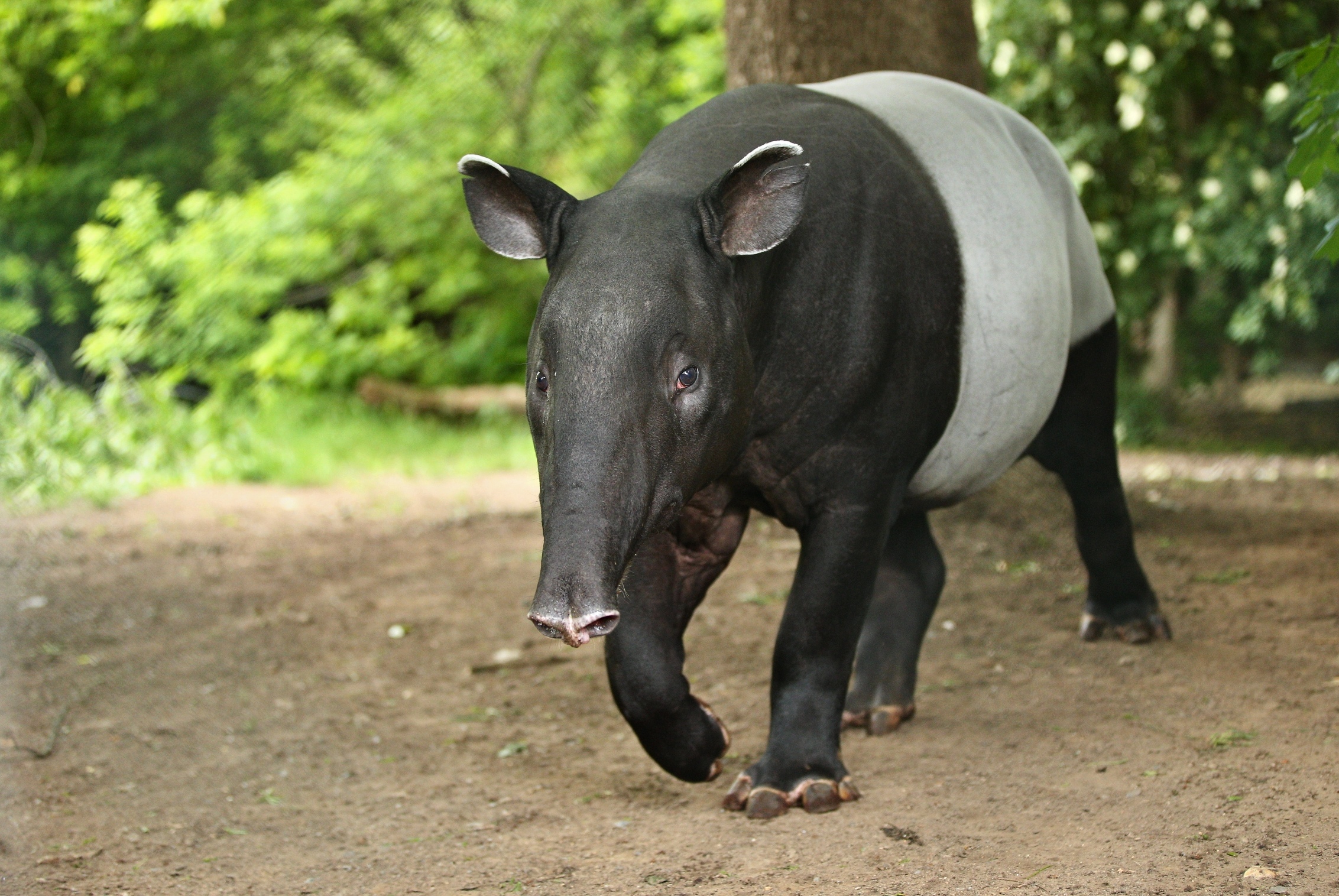 Ketentuan Hukum yang Perlu Anda Ketahui Soal Konsumsi Daging Tapir