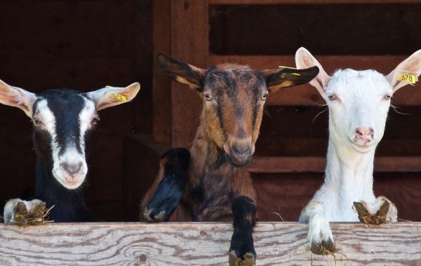 Beberapa Hal Ini Perlu Diperhatikan Penjual Hewan Kurban, Salah Satunya Good Farming Practice