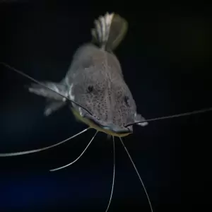 Pakar IPB Dorong Sinergi Tangani Pembasmian Sapu-sapu