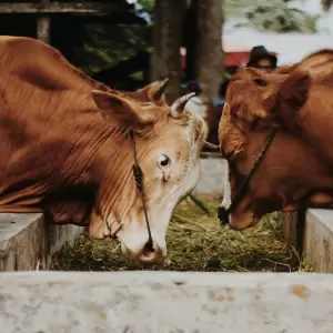 Ilustrasi qurban