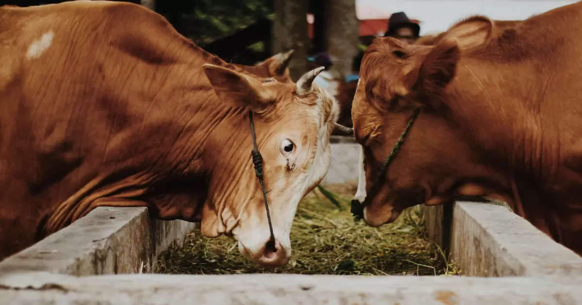 Ilustrasi qurban