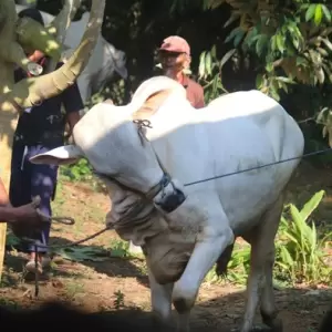 Khutbah Idul Adha: Implementasi Ibadah Qurban dalam Kehidupan Bermasyarakat