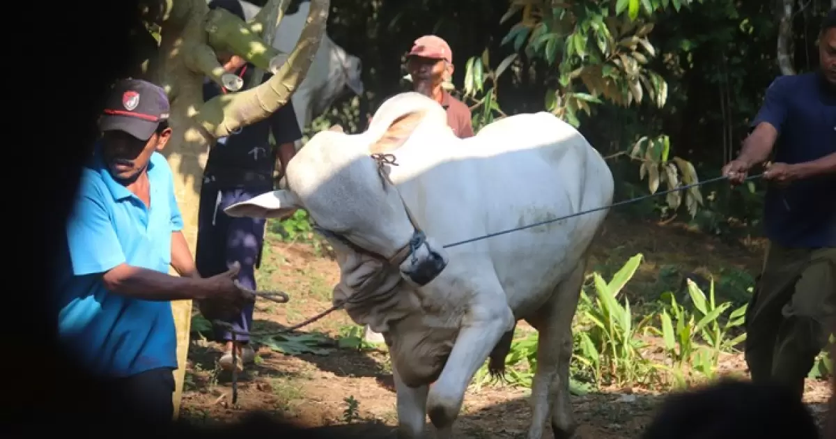 Implementasi Ibadah Qurban dalam Kehidupan Bermasyarakat