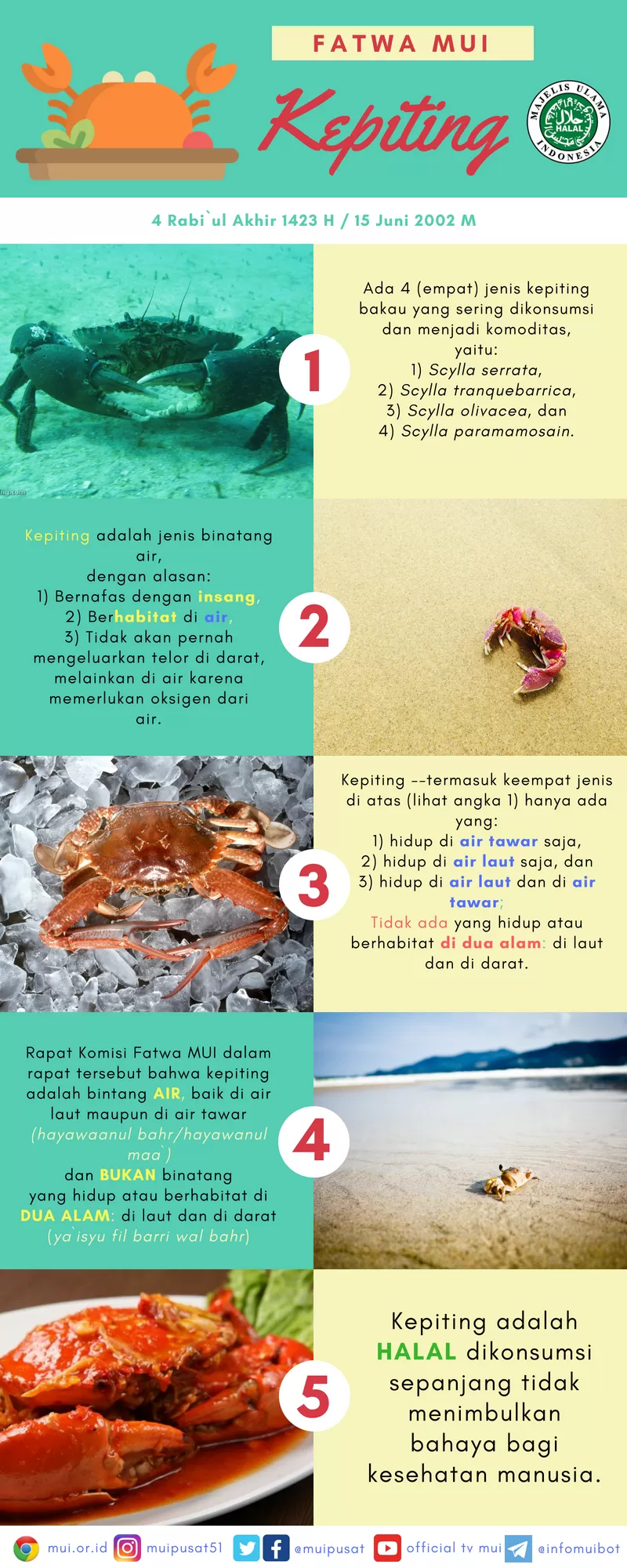 Infografis Fatwa Kepiting