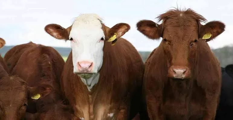 Dialog KPEU MUI: Bisnis Berjamaah Kunci Industri Halal Sapi Tanah Air