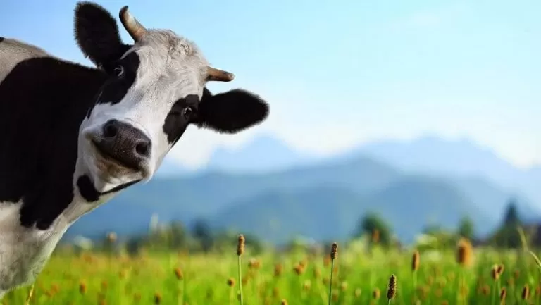 MUI Terbitkan Taushiyah Pedoman Pelaksanaan Ibadah Qurban Masa PPKM Darurat