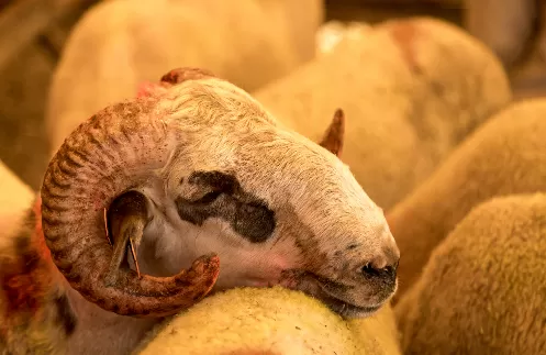 Tiga Hikmah Kisah Qurban Nabi Ibrahim dan Ismail AS