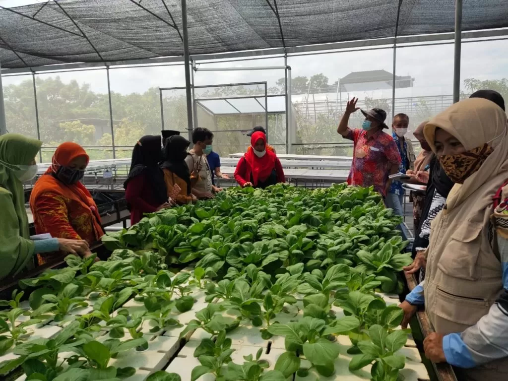 Pelatihan Aquaponik dan Urban Farming