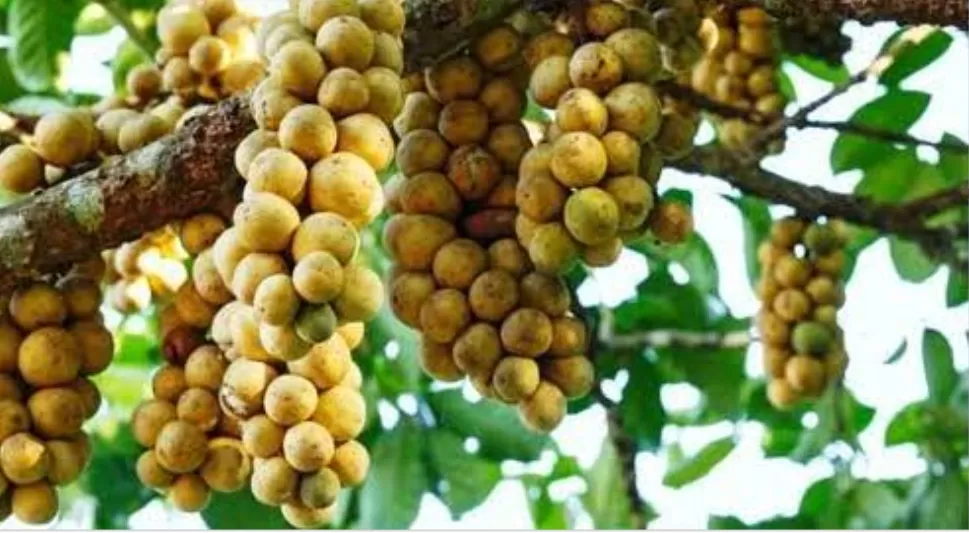 Bolehkah dalam Islam Menjual Buah Secara Tebasan