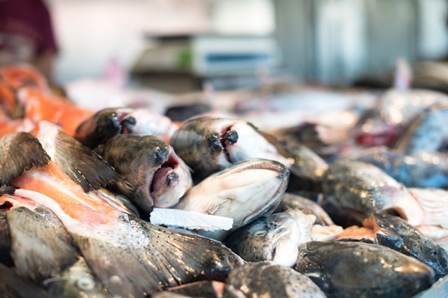 Makan Ikan Lele Pemakan Kotoran Manusia atau Hewan, Apa Hukumnya? Makan Ikan Lele Pemakan Kotoran Manusia atau Hewan, Apa Hukumnya?