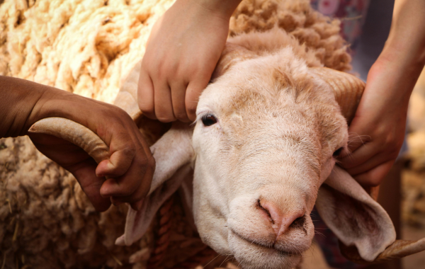 Tips Agar Hewan Kurban Tidak Agresif Saat Disembelih: Hindarkan dari Kerumunan