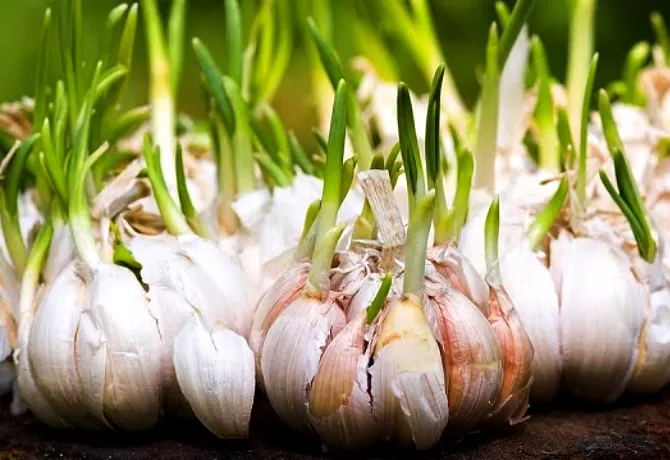 Gandeng Perhutani, Pinbas MUI Budidayakan Bawang Putih