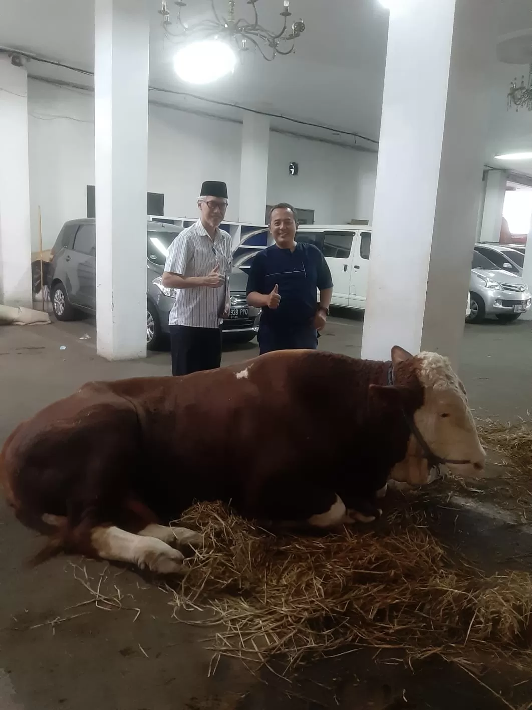 Wapres RI Serahkan Qurban Sapi Limosin 940 Kg Melalui MUI