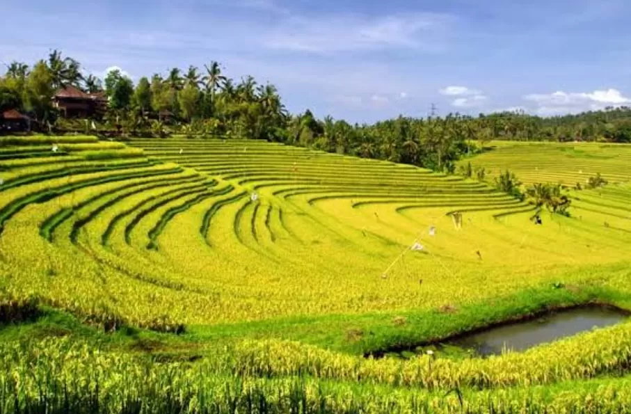Bagaimana Hukumnya Tradisi Massanra/Mappasanra Galung