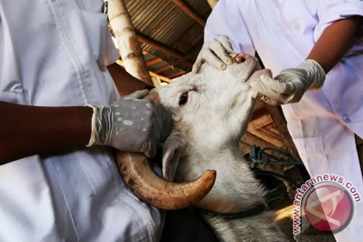 MUI DIY Minta Umat Muslim Hindari Hewan Terpapar PMK untuk Qurban